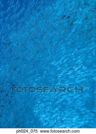 Large school of fish View Large Photo Image Stock Photography - Large school of fish. Fotosearch