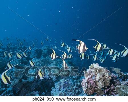 School of Bannerfish View Large Photo Image Stock Image - School of Bannerfish. Fotosearch
