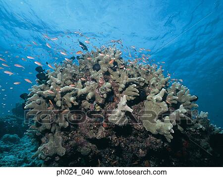 School of fairy basslet and coral reef View Large Photo Image Stock Image - School of fairy basslet and coral reef. Fotosearch