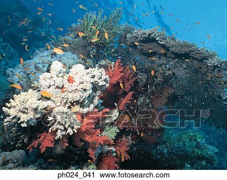 School of fairy basslet and coral reef View Large Photo Image Stock Image - School of fairy basslet and coral reef. Fotosearch
