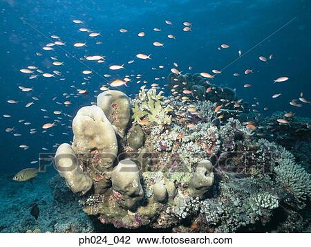Stock Image - School of fairy basslet and coral reef. Fotosearch