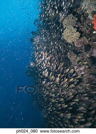 Stock Image - School of fairy basslet and coral reef. Fotosearch