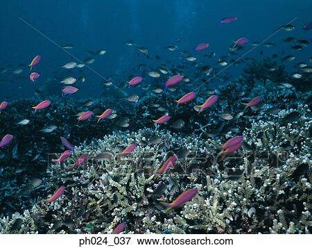 Stock Photo - School of fairy basslet and coral reef. Fotosearch