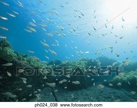 School of fairy basslet and coral reef View Large Photo Image Stock Photo - School of fairy basslet and coral reef. Fotosearch