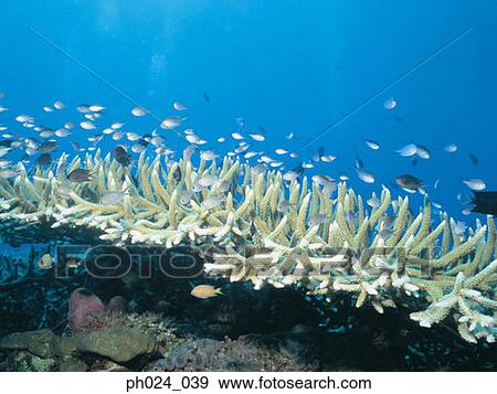School of fairy basslet and coral reef View Large Photo Image Stock Photo - School of fairy basslet and coral reef. Fotosearch
