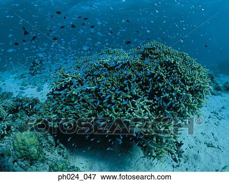 School of fairy basslet and coral reef View Large Photo Image Stock Photo - School of fairy basslet and coral reef. Fotosearch