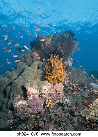 Stock Photo - School of fairy basslet and coral reef. Fotosearch