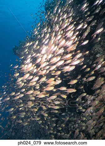 Stock Photo - School of fairy basslet and coral reef. Fotosearch