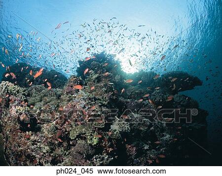 School of fairy basslet and coral reef View Large Photo Image Stock Photography - School of fairy basslet and coral reef. Fotosearch