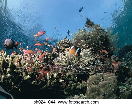 Picture - School of fish and coral reef. Fotosearch