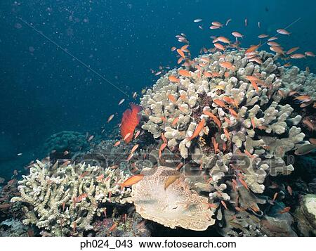 Stock Image - School of fish and coral reef. Fotosearch