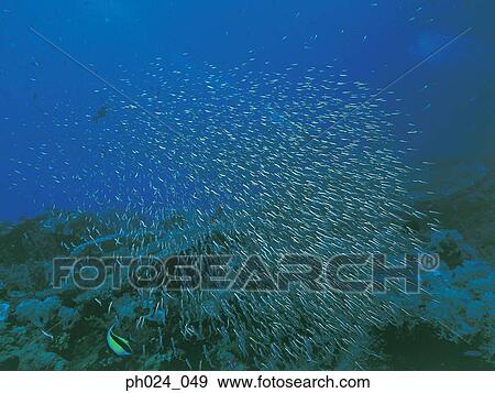 School of fish and coral reef View Large Photo Image Stock Photo - School of fish and coral reef. Fotosearch