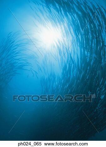 School of fish, close up View Large Photo Image Stock Photography - School of fish, close up. Fotosearch