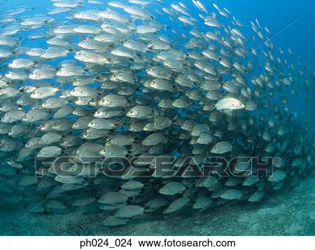 School of fish View Large Photo Image Picture - School of fish. Fotosearch