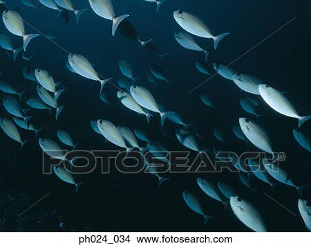 School of fish View Large Photo Image Picture - School of fish. Fotosearch