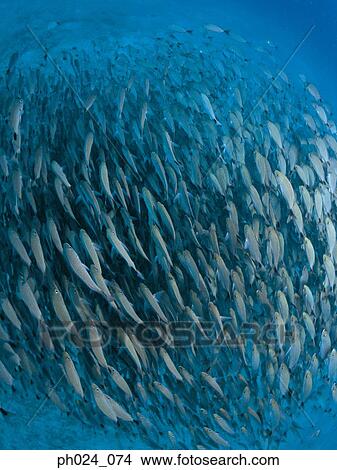 School of fish View Large Photo Image Picture - School of fish. Fotosearch