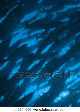 School of fish, silhouette View Large Photo Image Stock Photograph - School of fish, silhouette. Fotosearch