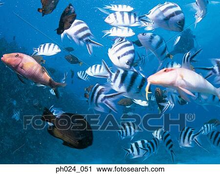 School of fish View Large Photo Image Stock Image - School of fish. Fotosearch