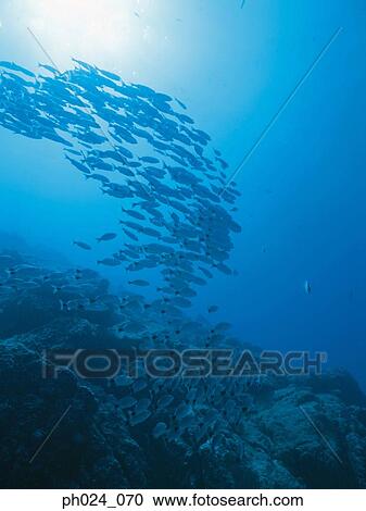 School of fish View Large Photo Image Stock Image - School of fish. Fotosearch