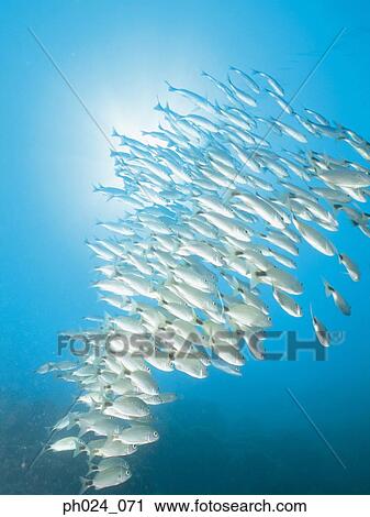 School of fish View Large Photo Image Stock Image - School of fish. Fotosearch