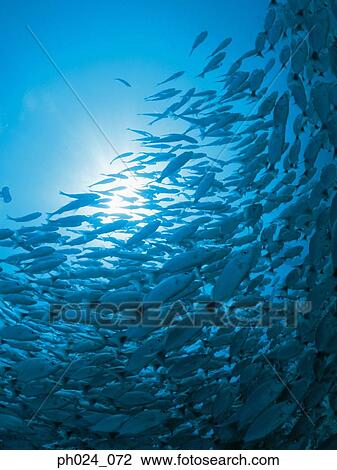 School of fish View Large Photo Image Stock Image - School of fish. Fotosearch