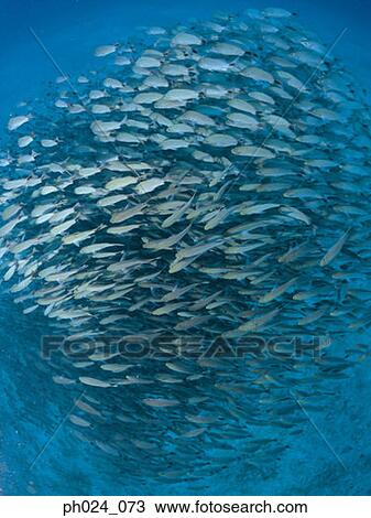 School of fish View Large Photo Image Stock Image - School of fish. Fotosearch