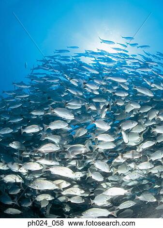School of fish View Large Photo Image Stock Photo - School of fish. Fotosearch