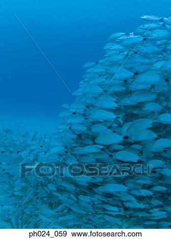 School of fish View Large Photo Image Stock Photo - School of fish. Fotosearch