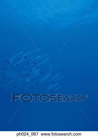 School of fish View Large Photo Image Stock Photo - School of fish. Fotosearch
