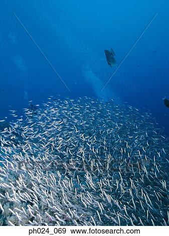 School of fish View Large Photo Image Stock Photo - School of fish. Fotosearch