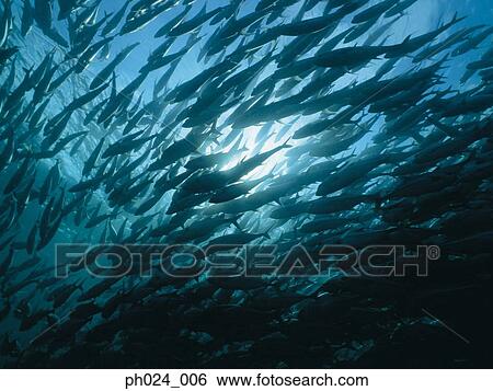 Stock Photograph - School of fish, underwater view. Fotosearch
