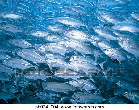 School of Jack Fish View Large Photo Image Picture - School of Jack Fish. Fotosearch