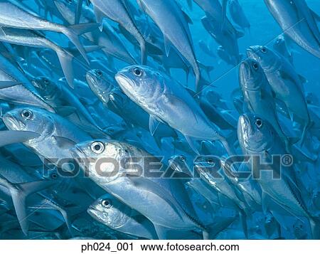 Stock Image - School of Jack Fish. Fotosearch