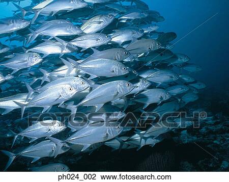 School of Jack Fish View Large Photo Image Stock Image - School of Jack Fish. Fotosearch