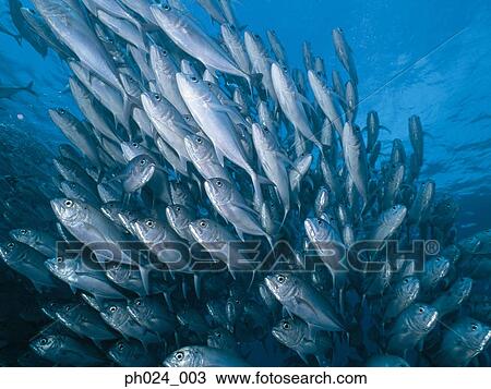 School of Jack Fish View Large Photo Image Stock Image - School of Jack Fish. Fotosearch