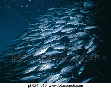 School of Jack Fish View Large Photo Image Stock Image - School of Jack Fish. Fotosearch