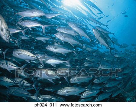 School of Jack Fish View Large Photo Image Stock Image - School of Jack Fish. Fotosearch