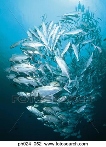 Stock Image - School of Jack Fish. Fotosearch