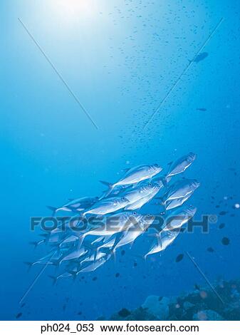 School of Jack Fish View Large Photo Image Stock Image - School of Jack Fish. Fotosearch