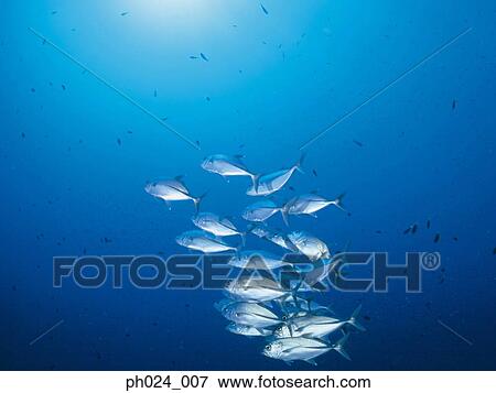 School of Jack Fish View Large Photo Image Stock Photo - School of Jack Fish. Fotosearch