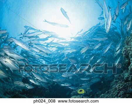School of Jack Fish View Large Photo Image Stock Photo - School of Jack Fish. Fotosearch