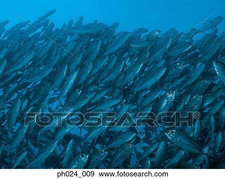 School of Jack Fish View Large Photo Image Stock Photo - School of Jack Fish. Fotosearch