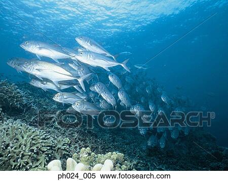 School of Jack Fish View Large Photo Image Stock Photography - School of Jack Fish. Fotosearch
