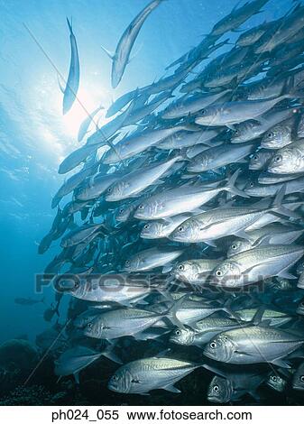 Stock Photography - School of Jack Fish. Fotosearch