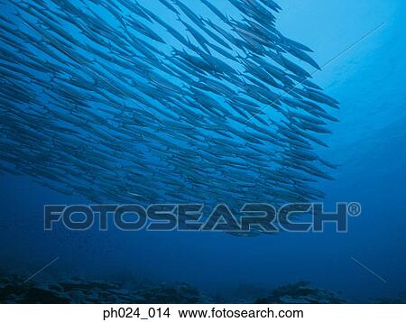 School of sawtooth barracuda (Sphyraena putnamiae) View Large Photo Image Picture - School of sawtooth barracuda (Sphyraena putnamiae). Fotosearch