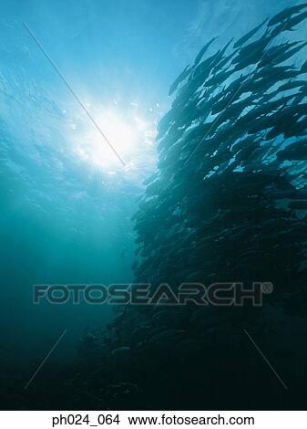 School of sawtooth barracuda (Sphyraena putnamiae) View Large Photo Image Picture - School of sawtooth barracuda (Sphyraena putnamiae). Fotosearch