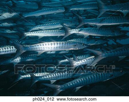 School of sawtooth barracuda (Sphyraena putnamiae) View Large Photo Image Stock Image - School of sawtooth barracuda (Sphyraena putnamiae). Fotosearch