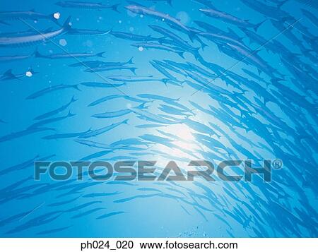 School of sawtooth barracuda (Sphyraena putnamiae) View Large Photo Image Stock Image - School of sawtooth barracuda (Sphyraena putnamiae). Fotosearch