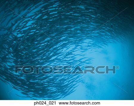 School of sawtooth barracuda (Sphyraena putnamiae) View Large Photo Image Stock Image - School of sawtooth barracuda (Sphyraena putnamiae). Fotosearch