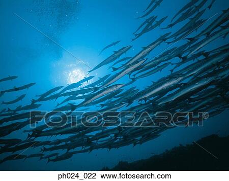 School of sawtooth barracuda (Sphyraena putnamiae) View Large Photo Image Stock Image - School of sawtooth barracuda (Sphyraena putnamiae). Fotosearch